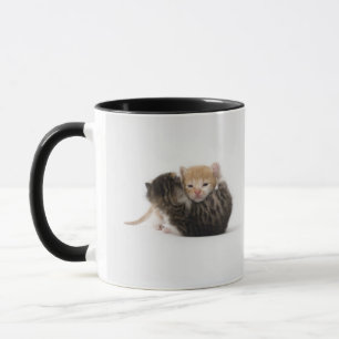 Caneca Dois gatinhos que afagam no fundo branco
