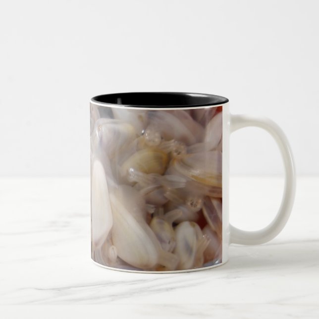 Caneca dos moluscos (Direita)