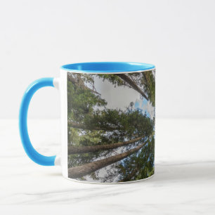 Caneca dossel da árvore Douglas Fir