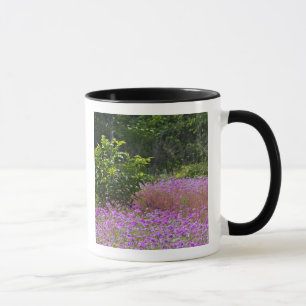 Caneca Drummond Phlox, Phlox drummondi, Hilton Head
