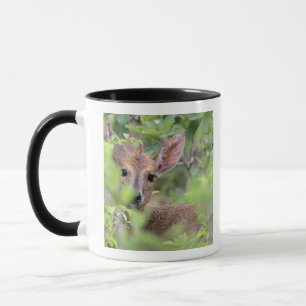 Caneca Duiker cinzento (grimmia de Sylvicapra) que