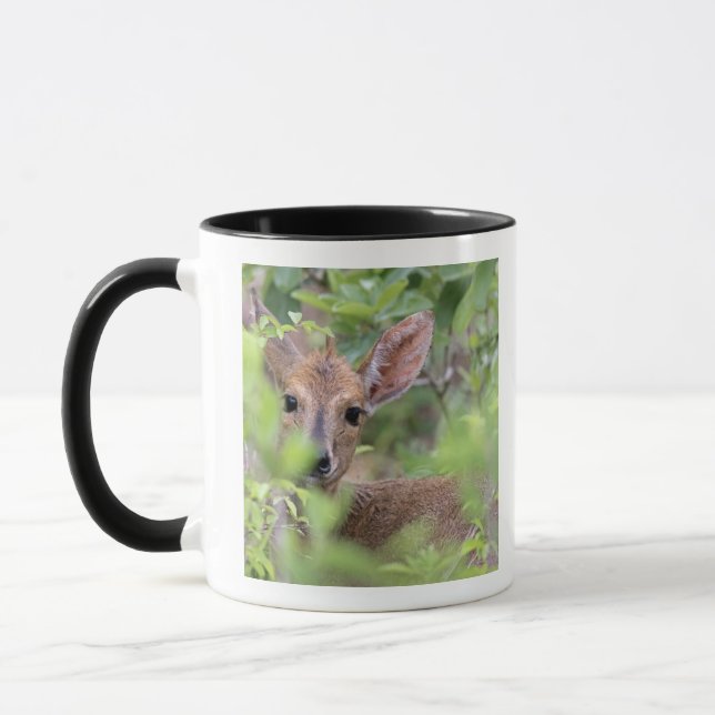 Caneca Duiker cinzento (grimmia de Sylvicapra) que (Esquerda)