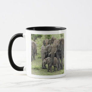 Caneca efetivo afro-elefante, Loxodonta africana, 2