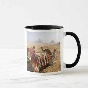 Caneca Egito, Cairo. Camelos descansando