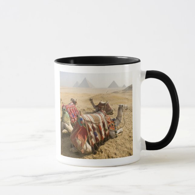Caneca Egito, Cairo. Camelos descansando (Direita)