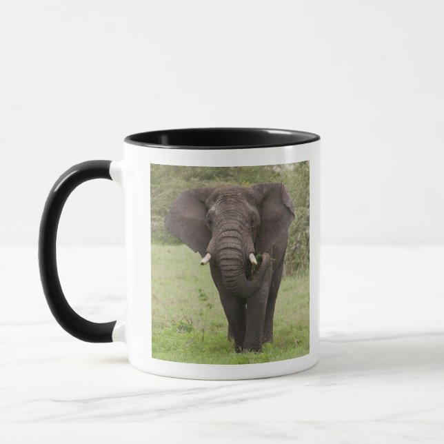 Caneca Elefante da Tanzânia africana na cratera de Ngoron (Esquerda)