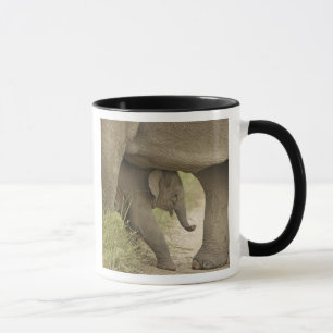 Caneca Elefante indiano / asiático e filhote, Corbett