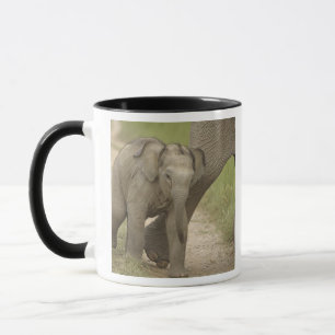 Caneca Elefante indiano / asiático e filhote, Corbett 2