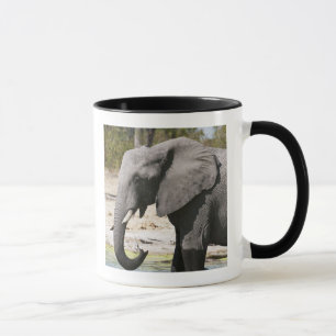 Caneca Elefante (Loxodonta africana), Canal Savute