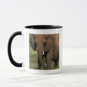 Caneca Elefante (Loxodonta Africana), Hwange Nacional