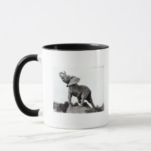 Caneca Elefante novo travado em uma armadilha
