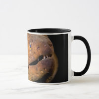 Enguia de Moray