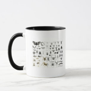 Caneca Entomologia, Myriapoda e aracnídeos