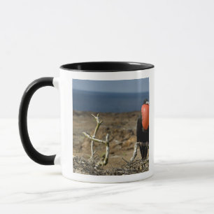 Caneca Equador, Galápagos, Ilha Genovesa. Príncipe