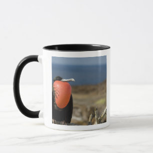 Caneca Equador, Galápagos, Ilha Genovesa. Príncipe