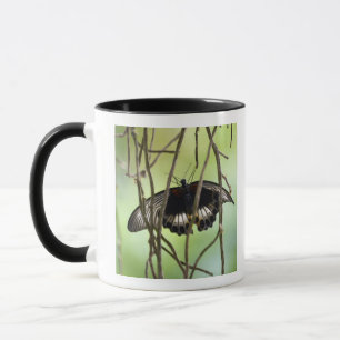 Caneca Escarlate da borboleta de Swallowtail (Papilio