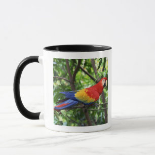Caneca Escarlate do macaw no membro de árvore