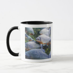 Caneca Escola dos Piranhas (nattereri de Pygocentrus)