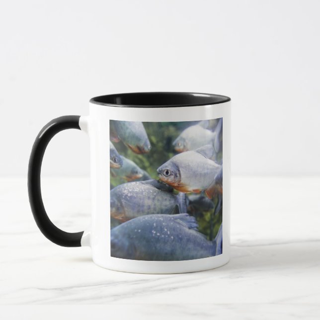 Caneca Escola dos Piranhas (nattereri de Pygocentrus) (Esquerda)