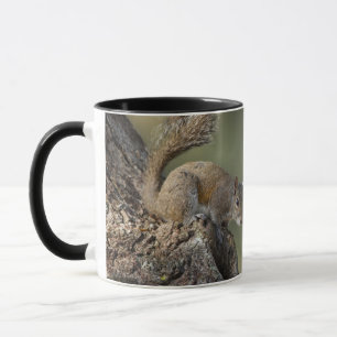 Caneca Esquilo-cinzento-oriental, ou esquilo-cinzento