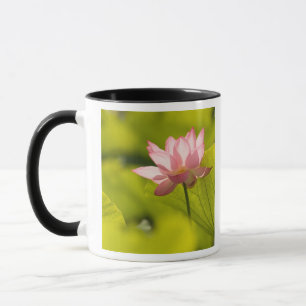 Caneca Estados Unidos, DC, Washington, Kenilworth 2