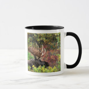 Caneca EUA, Alasca, Parque Nacional Denali, Alce macho