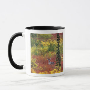 Caneca EUA, Alasca, Parque Nacional Denali. Caribu
