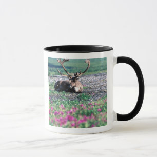 Caneca EUA, Alasca, Parque Nacional Denali, Rena