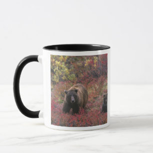 Caneca EUA, Alasca, Parque Nacional Denali. Urso pardo