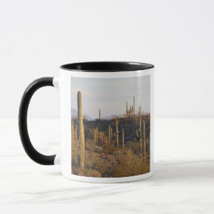 Caneca EUA, Arizona, Deserto de Sonora, Ajo, Ajo 2