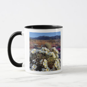 Caneca EUA, Califórnia, Anza-Borrego DSP. Dune evening 2