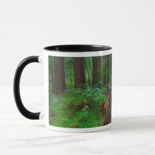 Caneca EUA, Califórnia. Caminho Entre Redwoods