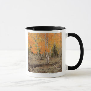 Caneca EUA, Califórnia, parque nacional de Inyo, álamos