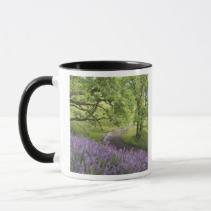 Caneca EUA, Califórnia, Parque Nacional Redwood. Terra