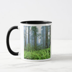 Caneca EUA, Califórnia, PN Redwood. Árvores Redwood