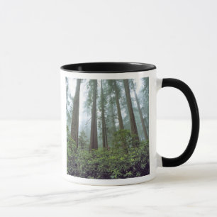 Caneca EUA, Califórnia, Redwood NP. Névoa filtra o