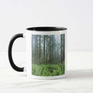 Caneca EUA, Califórnia, Redwood NP. Samambaias e