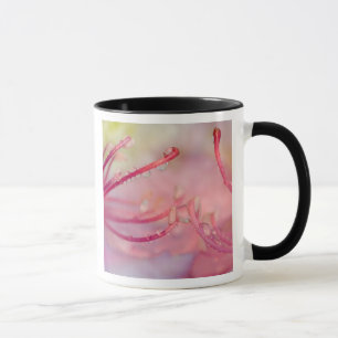 Caneca EUA, Carolina do Norte. Rhododendron de Catawba co