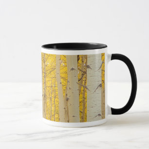 Caneca EUA, Colorado. Álamo Tremedor no Parque Nacional G