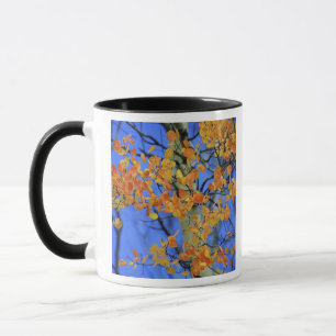 Caneca EUA, Colorado. Folhas de Aspen que tomaram
