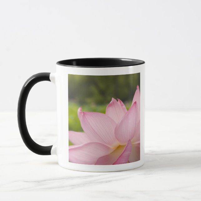 Caneca EUA, DC, Washington, Kenilworth Aquatic 2 (Esquerda)