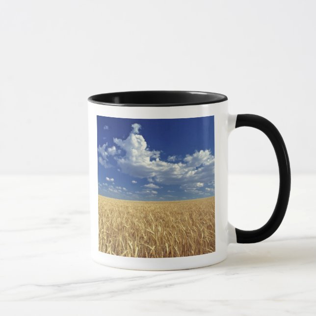 Caneca EUA, Estado de Washington, Colfax. Trigo maduro (Direita)