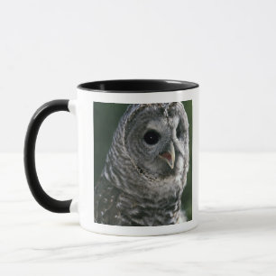 Caneca EUA, Estado de Washington. Coruja-barreada (Strix