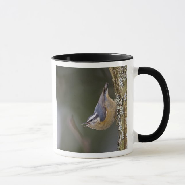Caneca EUA, Estado de Washington, Red-Brested Nuthatch, (Direita)