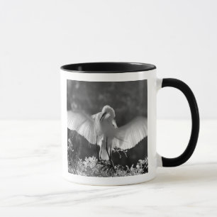 Caneca EUA, Flórida, Garça-branca-grande (Ardea alba) inf