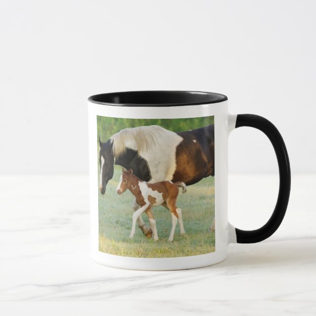 Caneca EUA, Flórida, Potra Paint recém-nascida (Direita)