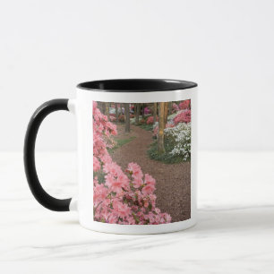 Caneca EUA, Geórgia, Pine Mountain. Uma trilha através