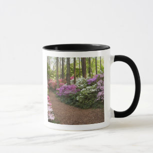 Caneca EUA, Geórgia, Pine Mountain. Uma trilha através
