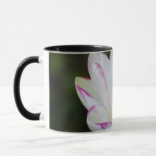 Caneca EUA, Geórgia, Savannah, Flor Lootus Blooming