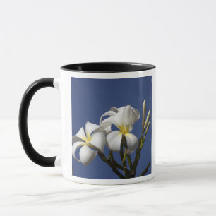 Caneca EUA, Havaí, Kauai, plumeria branca.
